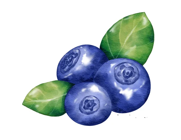 Blåbär Frukt Sammansättning Akvarell Illustration Isolerat Element — Stockfoto