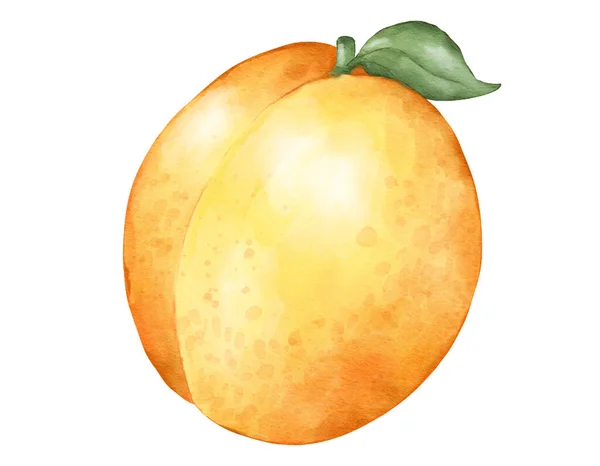 Apriukos Frukt Sammansättning Akvarell Illustration Isolerat Element — Stockfoto