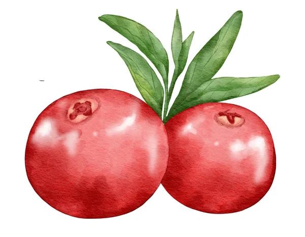 Tranbär Frukt Sammansättning Akvarell Illustration Isolerat Element — Stockfoto