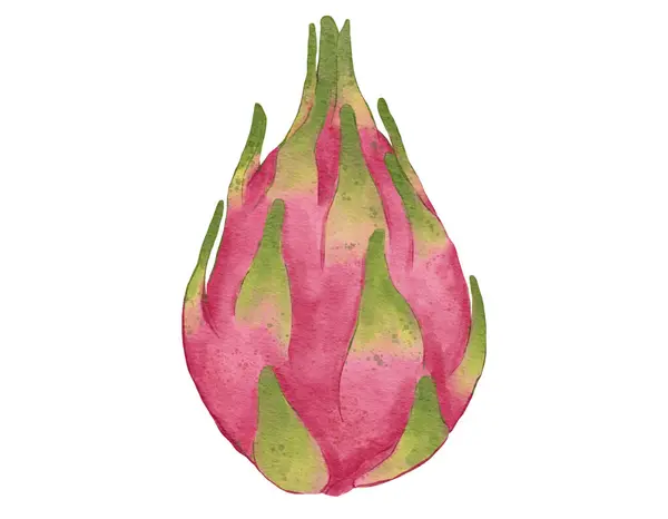 Dragonfruit Složení Akvarel Ilustrace Izolovaný Prvek — Stock fotografie