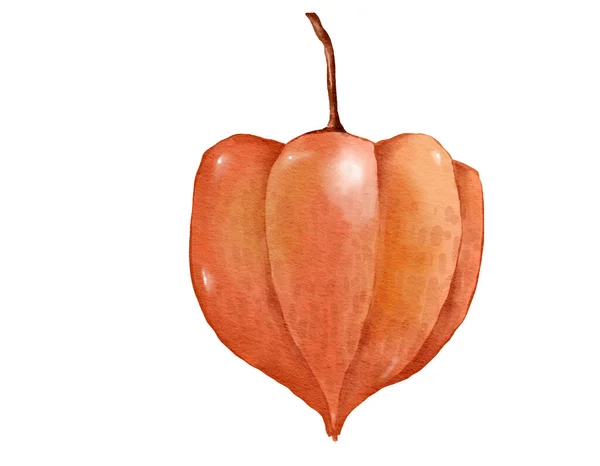 Stikkelsbær Frugt Sammensætning Akvarel Illustration Isoleret Element - Stock-foto