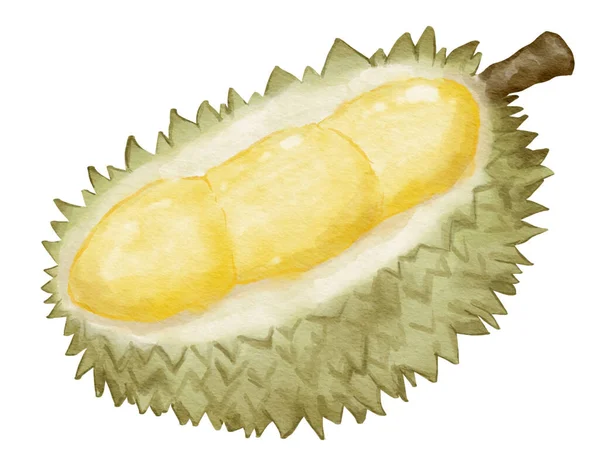 Durian Ovoce Složení Akvarel Ilustrace Izolovaný Prvek — Stock fotografie