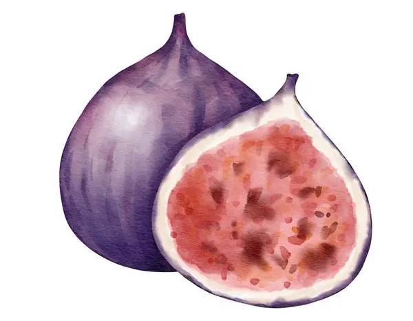 Fig Fruit Composition Watercolor Illustration Isolated Element — Stock fotografie