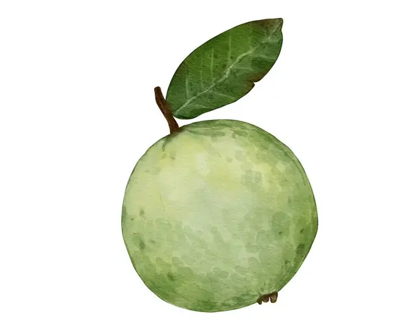 Guava Ovoce Akvarel Ilustrace Izolovaný Prvek — Stock fotografie