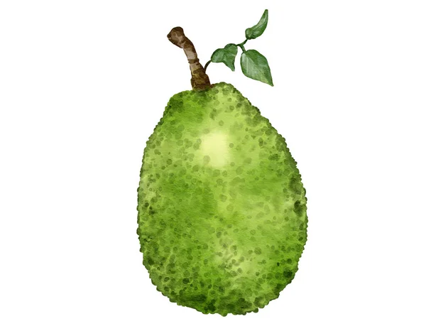 Jackfruit Gyümölcs Akvarell Illusztráció Elszigetelt Elem — Stock Fotó