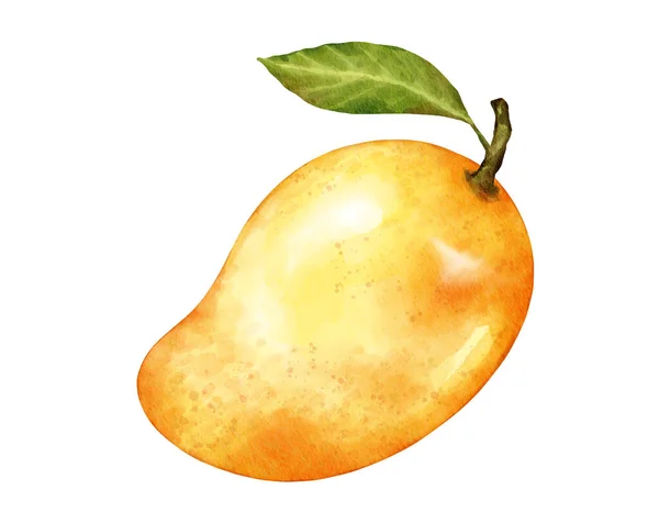 Mango Frukt Akvarell Illustration Isolerat Element — Stockfoto