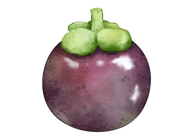 Mangosteen Ovoce Akvarel Ilustrace Izolovaný Prvek — Stock fotografie