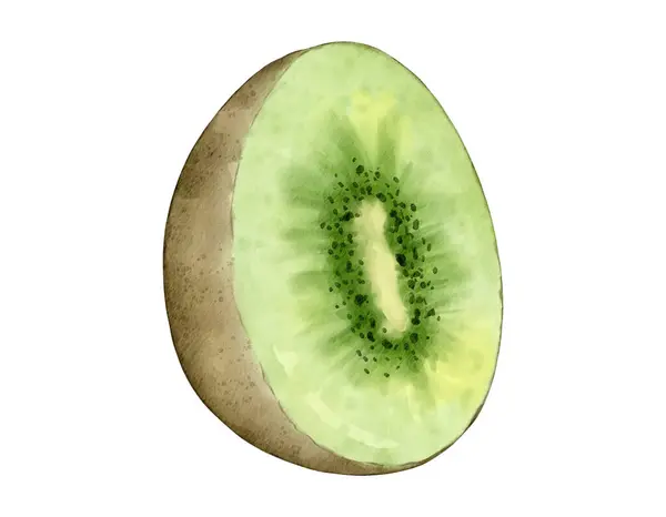 Kiwi Frutta Acquerello Illustrazione Isolato Elemento — Foto Stock