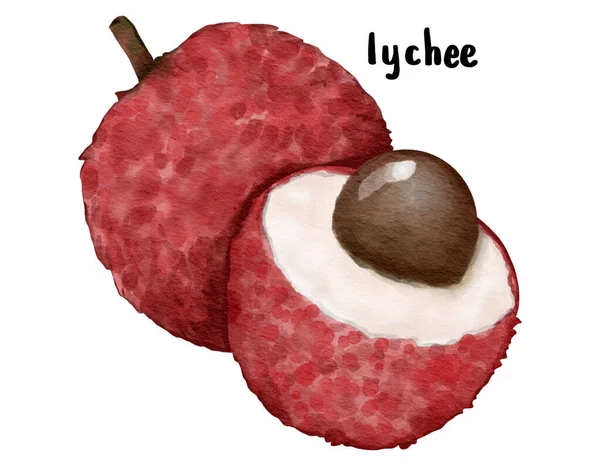 Litchi Frukt Akvarell Illustration Isolerat Element — Stockfoto