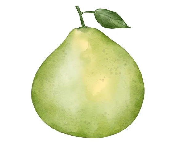 Pomelo Owoce Akwarela Ilustracja Pojedynczy Element — Zdjęcie stockowe