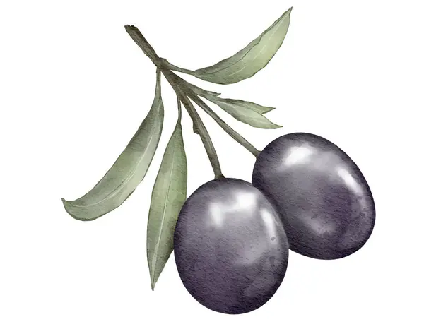 Olivové Ovoce Akvarel Ilustrace Izolovaný Prvek — Stock fotografie