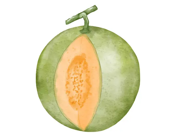 Ilustrasi Cat Air Buah Melon — Stok Foto