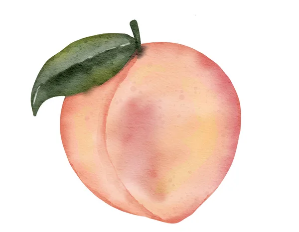 Persika Frukt Akvarell Illustration Isolerat Element — Stockfoto