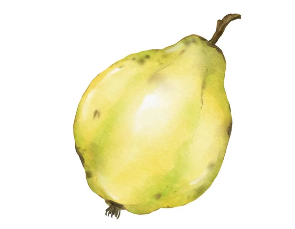 Kvitten Frukt Akvarell Illustration Isolerat Element — Stockfoto