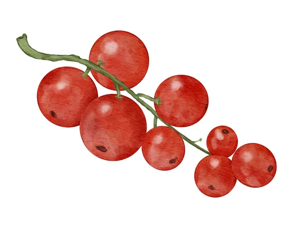 Kırmızı Frenk Üzümü Meyveli Suluboya Resimleme Izole Elementi — Stok fotoğraf