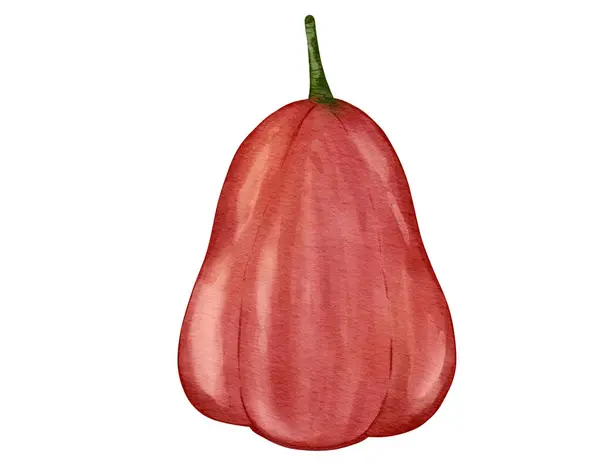 Rosa Mela Frutta Acquerello Illustrazione Isolato Elemento — Foto Stock