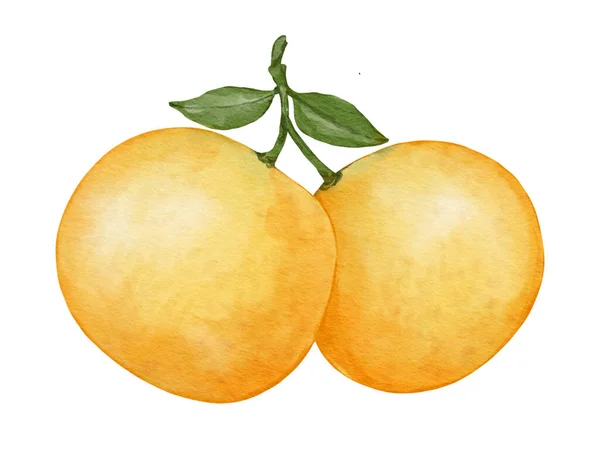 Mandarynki Owoce Akwarela Ilustracja Pojedynczy Element — Zdjęcie stockowe