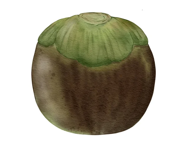 Palma Toddy Frutta Acquerello Illustrazione Isolato Elemento — Foto Stock