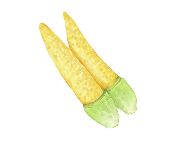 Baby Corn Akvarell Illustration Isolerad Element — Stockfoto