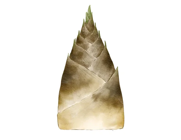 Bambu Skjuta Akvarell Illustration Isolerat Element — Stockfoto