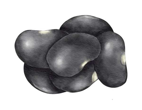 Siyah Fasulye Suluboya Çizimi Izole Edilmiş Element — Stok fotoğraf