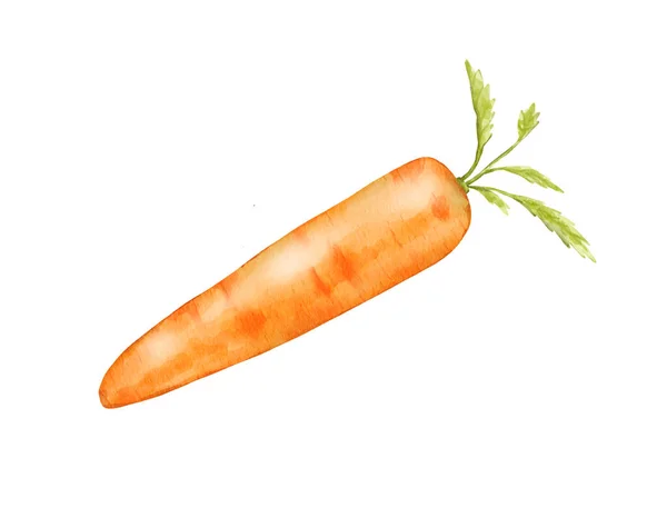 Морквяна Акварельна Ілюстрація Ізольований Елемент — стокове фото