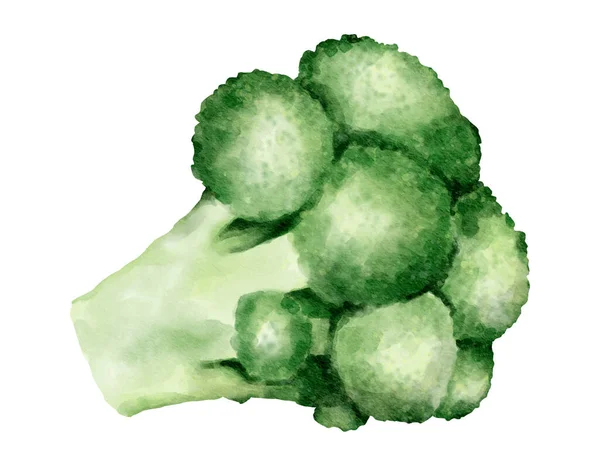 Broccoli Aquarel Illustratie Geïsoleerd Element — Stockfoto