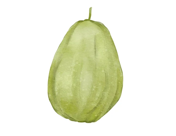 Chayote Watercolor Illustration Isolated Element — Stock Photo, Image