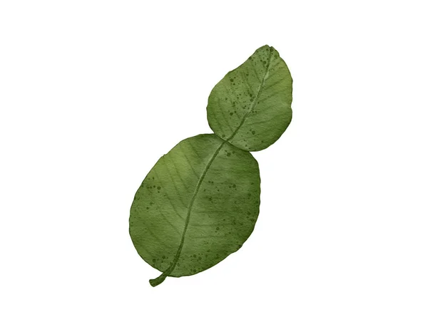 kaffir lime leaves watercolor illustration isolated element