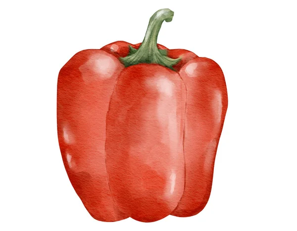 Red Bell Pepper Watercolor Illustration Isolated Element — Stock Photo, Image