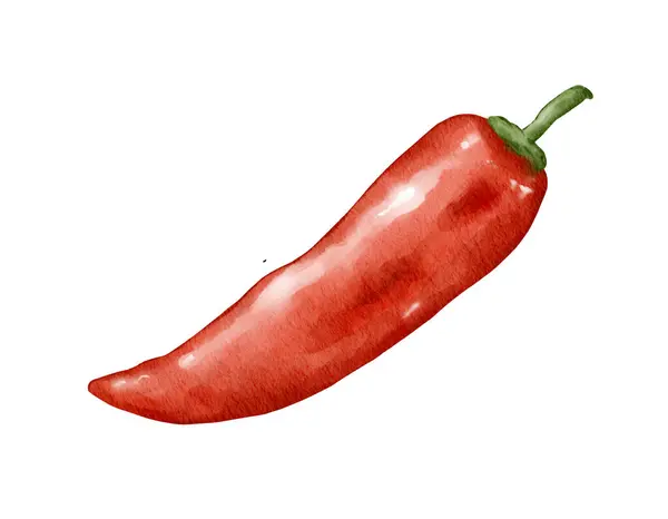 Red Chilli Watercolor Illustration Isolated Element — Stock Photo, Image
