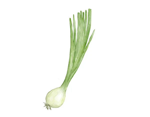 Spring Onion Watercolor Illustration Isolated Element — Stock Photo, Image