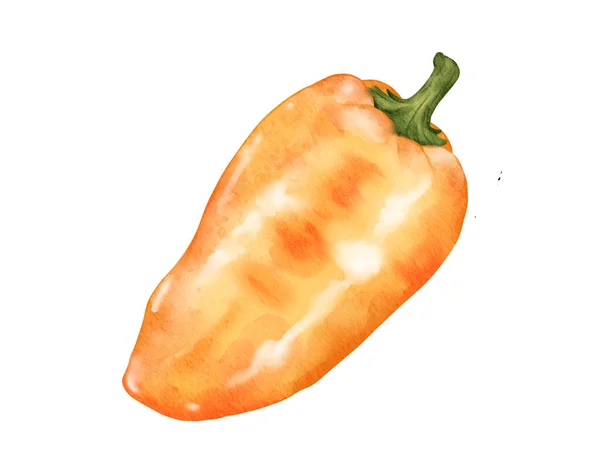 Sweet Bell Pepper Watercolor Illustration Isolated Element — Stock Photo, Image