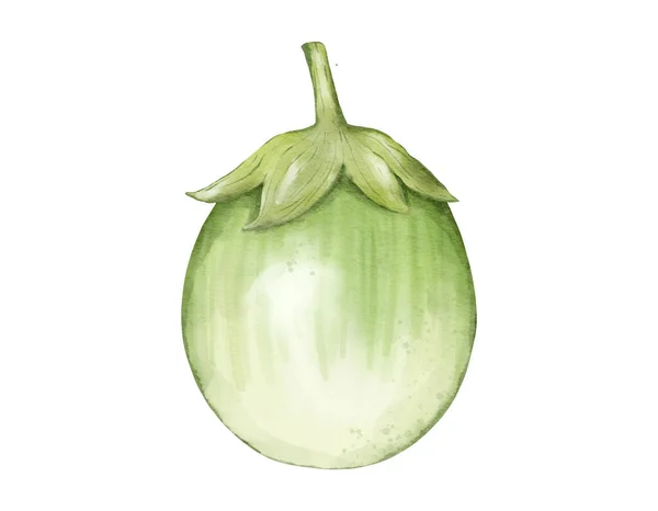 Thai Eggplant Watercolor Illustration Isolated Element — Stock Photo, Image