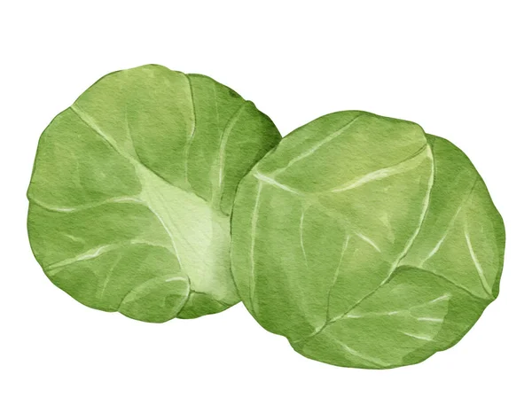 Brussel Sprouts Watercolor Illustration Isolated Element — Stock Photo, Image