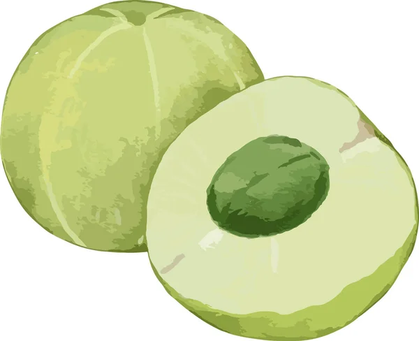 Amla Fruit Composition Aquarelle Illustration Élément Isolé — Image vectorielle