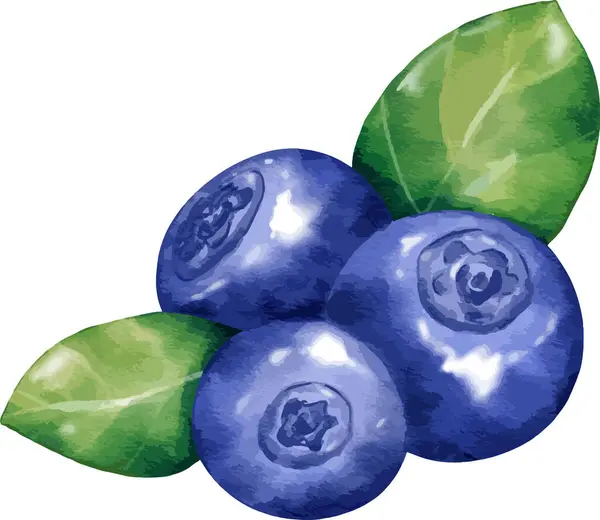 Blueberry Φρούτων Σύνθεση Ακουαρέλα Απεικόνιση Απομονωμένο Στοιχείο — Διανυσματικό Αρχείο