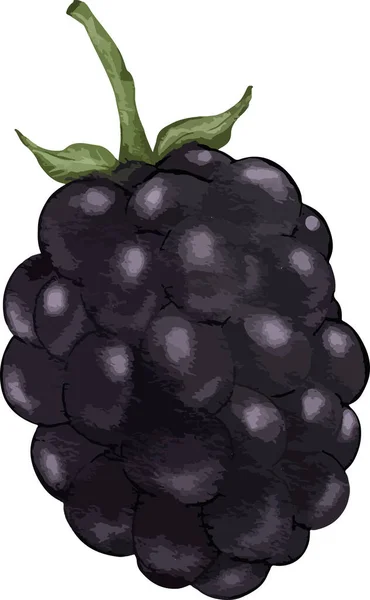 Blackberry Φρούτα Σύνθεση Ακουαρέλα Απεικόνιση Απομονωμένο Στοιχείο — Διανυσματικό Αρχείο