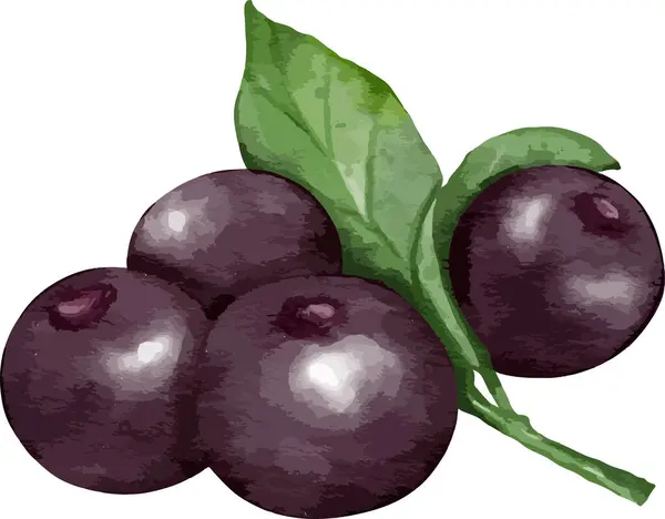 Svarta Vinbär Frukt Sammansättning Akvarell Illustration Isolerat Element — Stock vektor