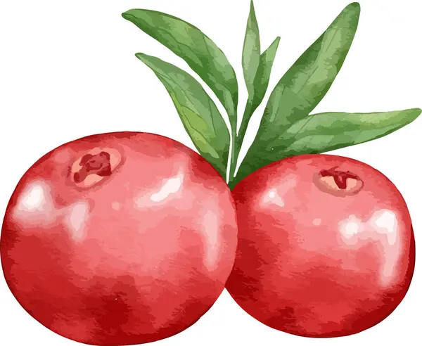Canneberge Fruit Composition Aquarelle Illustration Élément Isolé — Image vectorielle