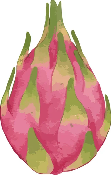 Dragonfruit Σύνθεση Ακουαρέλα Απεικόνιση Απομονωμένο Στοιχείο — Διανυσματικό Αρχείο