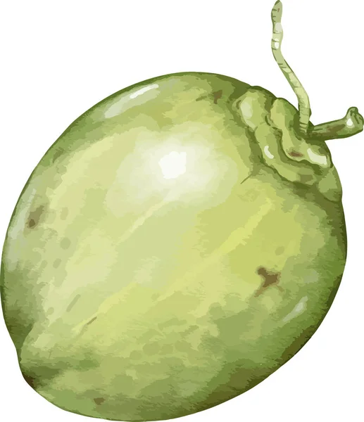 Kokosové Ovoce Složení Akvarel Ilustrace Izolovaný Prvek — Stockový vektor