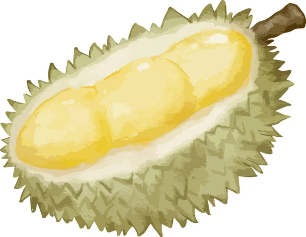 Durian Frukt Sammansättning Akvarell Illustration Isolerat Element — Stock vektor