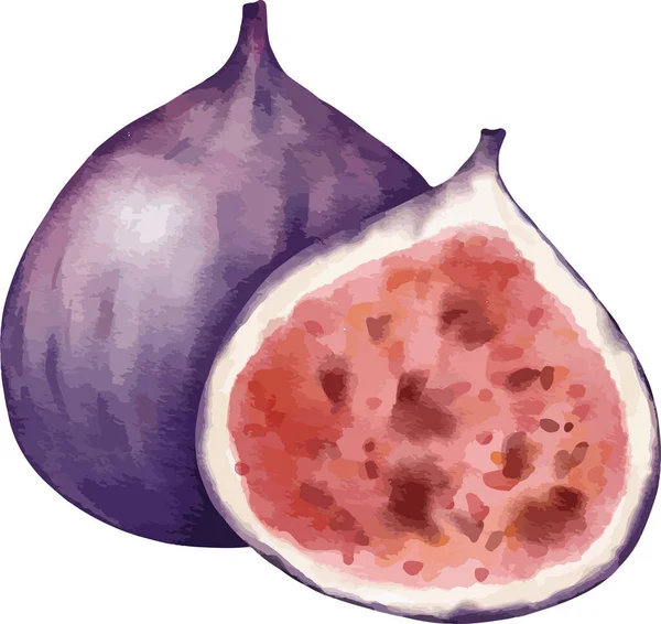 Fig Fruit Composition Watercolor Illustration Isolated Element — Stockový vektor