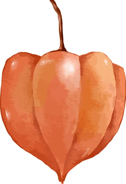 Gooseberry Fruit Composition Aquarelle Illustration Élément Isolé — Image vectorielle
