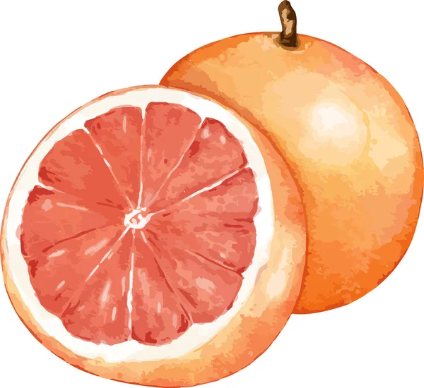 Grapefruit Frucht Komposition Aquarell Illustration Isoliertes Element — Stockvektor