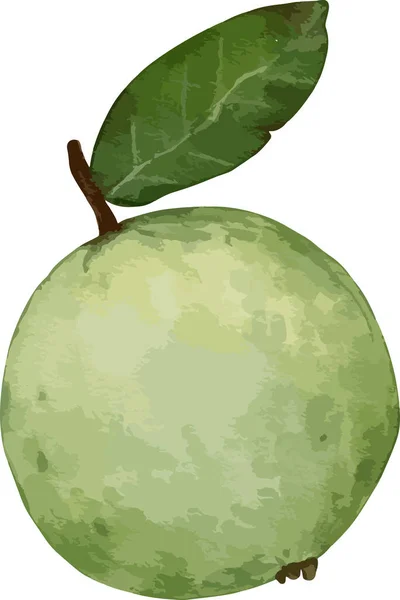 Goyave Fruit Aquarelle Illustration Élément Isolé — Image vectorielle