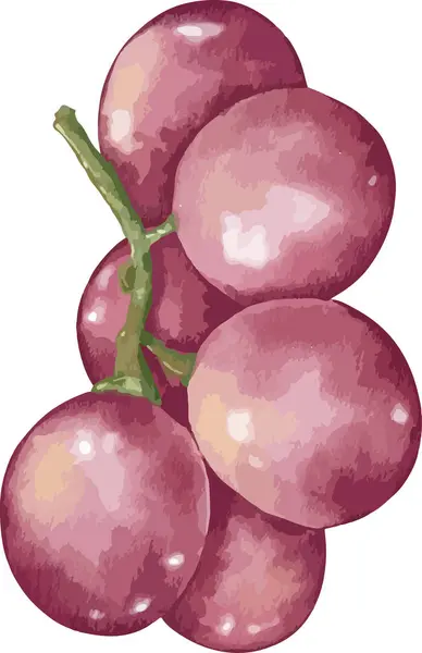 Winogrona Owoce Skład Akwarela Ilustracja Pojedynczy Element — Wektor stockowy