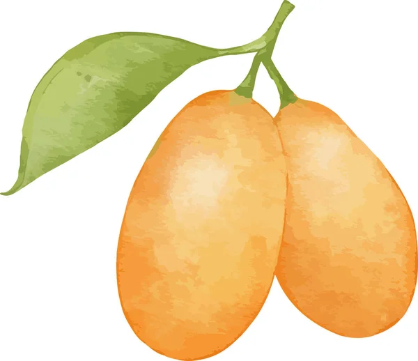 Kumquat Fruta Acuarela Ilustración Elemento Aislado — Archivo Imágenes Vectoriales