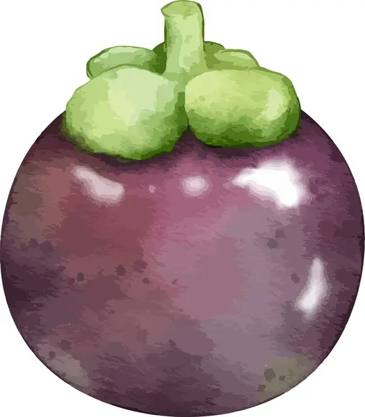 Mangostán Fruta Acuarela Ilustración Elemento Aislado — Vector de stock
